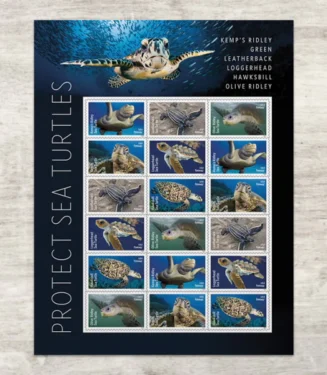 Protect Sea Turtles 2024