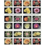 CactusFlowers2019-2-_2