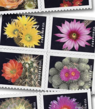 Cactus Flowers 2019