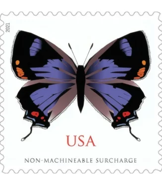 Colorado Hairstreak 2021