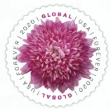 GlobalChrysanthemum2020