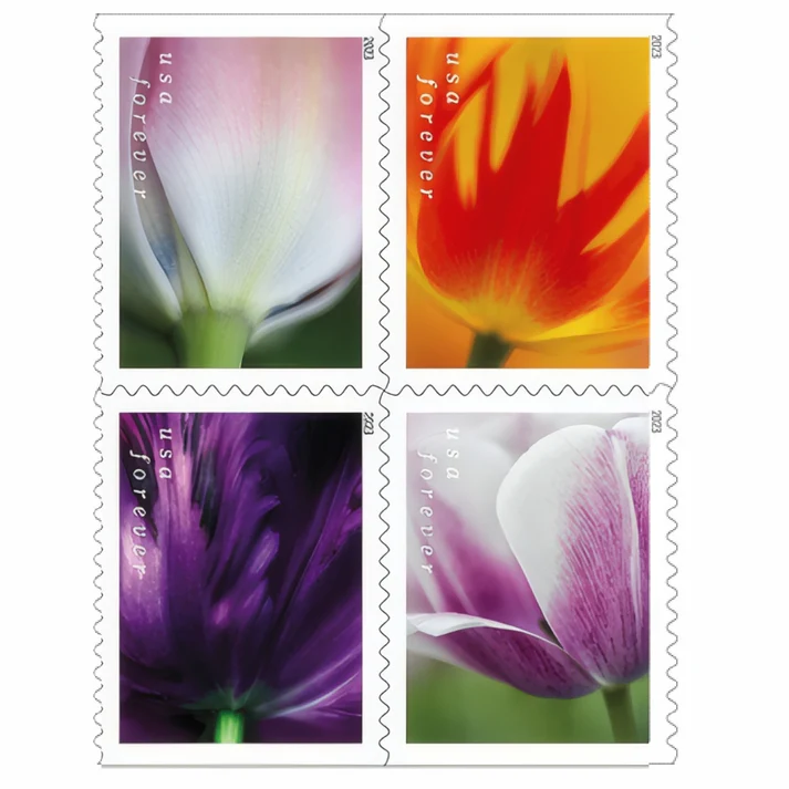 TulipBlossoms2023 TulipBlossoms2023