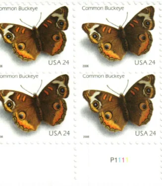 Common Buckeye Butterfly 2006