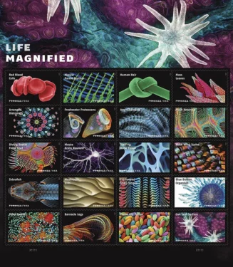 Life Magnified 2023